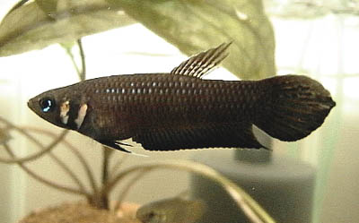 Betta strohi